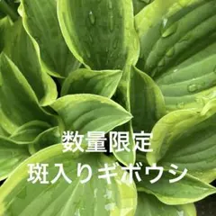 山野草　斑入りギボウシ　抜き苗３株のサムネイル