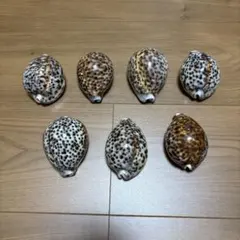 Item thumbnail for item 0216c93e-03cb-456e-bbcc-a383aad5b781