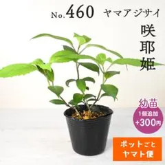 ポットごとヤマト便235】ヤマアジサイ 幼苗 嶺の妖精 山紫陽花 - メルカリ