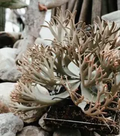ビカクシダ　P. willinckii ’Nano’ spore #のサムネイル
