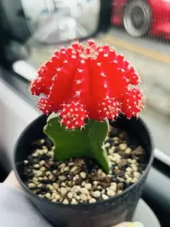 2026年最新】コピアポア 種の人気アイテム - メルカリ