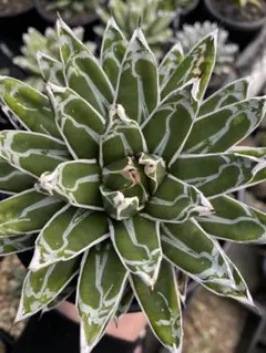 2026年最新】アガベ 笹の雪 氷山の人気アイテム - メルカリ