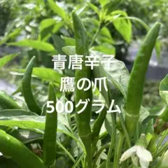 青唐辛子 鷹の爪 500グラムのサムネイル