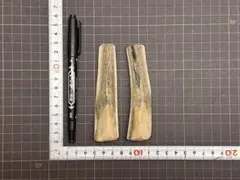 2026-377 鹿の角2本☆鹿の角☆シカの角☆蝦夷鹿☆本州鹿☆犬のおもちゃのサムネイル