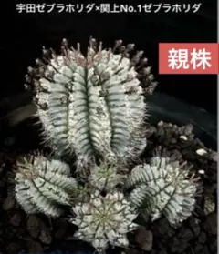 2026年最新】ユーフォルビア ホリダ ゼブラの人気アイテム - メルカリ