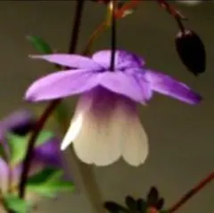 まめ様 リクエスト 2点 まとめ商品