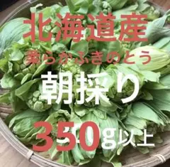 北海道産ふきのとう やわらか花芽 300g以上 朝採り - メルカリ