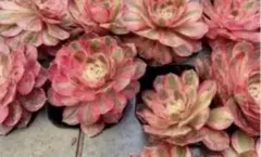 87 #アエオニウム錦❤️ブロンズメダル錦❤️甜茶錦❤️7大頭20cm 拔き