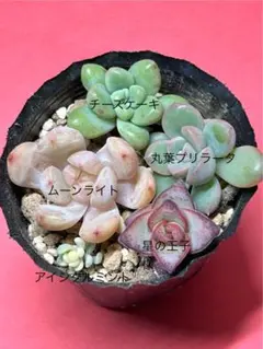 kurumi**様 リクエスト 2点 まとめ商品