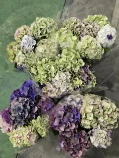 ☆ハイドランジア☆アジサイ☆風姿花伝☆5号鉢☆希少☆ - メルカリ