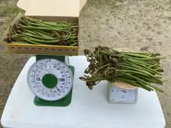 わらび 山形県庄内産 約0.8kg 蕨 25-07 「もこちゃん様」専用