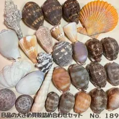 Ｂ品の大きめ貝殻詰め合わせセット　No.189
