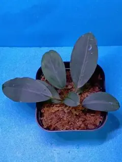 ブセファランドラ ルミナス パープル2 メラウィ Bucephalandra ブセファランドラ sp. ルミナスパープル2 メラウィ水上葉増殖株 - メルカリ