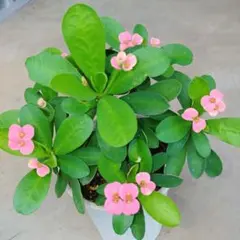沖縄から♪】花キリン・八福神(レアな黄色)♥️挿し木用カット苗約13cm