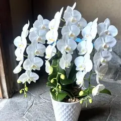 胡蝶蘭 ラッピング付き 花 生花 鉢 リボン付き 結婚式 白 ホワイト