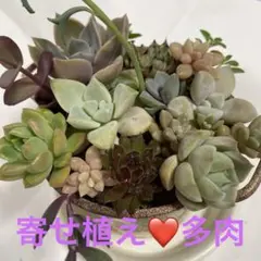 ❤️寄せ植え(^^)多肉植物