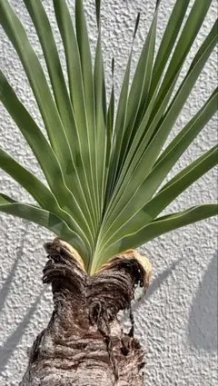 2025年最新】ブーファン ディスティカの人気アイテム - メルカリ