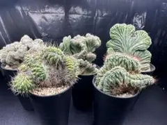 2026年最新】綴化サボテンの人気アイテム - メルカリ