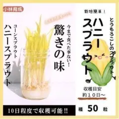 【驚きの甘み】コーンスプラウト「ハニースプラウト」種５０粒 収穫まで１０日