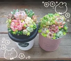 多肉植物 ♡そのまま飾れる寄せ植え♡6点セット✩.*˚ Amazon.co.jp: 多肉植物 そのまま飾れる寄せ植え 白陶器鉢 底穴あり 肉