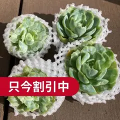 【新入荷｜おまけ付！】エケべリア韓国苗　バブルクロス　多肉植物　ポコ多肉