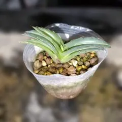 abu アガベ 笹の雪 輝山 特大株 太短葉 極上 鉢ごとメルカリ便発送 abu アガベ 笹の雪 輝山 特大株 太短葉 極上 鉢ごとメルカリ便