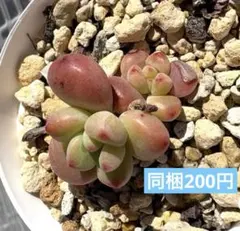 きょんまま様 リクエスト 2点 まとめ商品