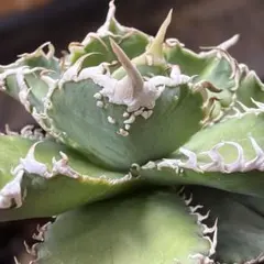 2026年最新】オアハカ 実生の人気アイテム - メルカリ