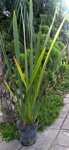 ココスヤシ 抜き苗 20本+a ヤシの木 苗木 観葉植物 - メルカリ