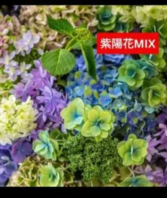 桃色オオデマリジェミニ挿し木用挿し穂 ビバーナムガーデニング