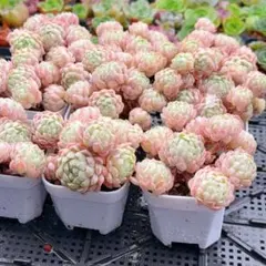 sun.30様 リクエスト 3点 まとめ商品