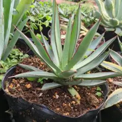 2026年最新】バーントバーガンディの人気アイテム - メルカリ