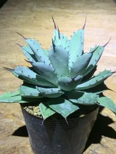 2026年最新】アガベ ハイブリットの人気アイテム - メルカリ