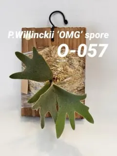 willinckii bacteria × OMG ミックス spore - メルカリ