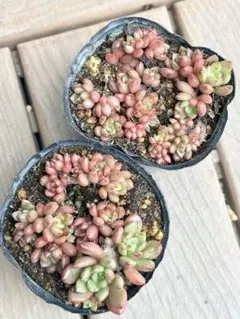핑크 루비 골든 스팟 제거 6cm 포트