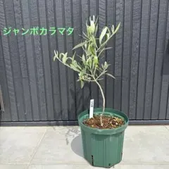 ラストです‼️◉カラマタ◉ オリーブの木 庭木 シンボルツリー