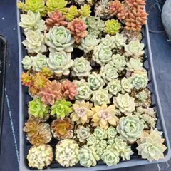 多肉詰め合わせ ダンボール60サイズ