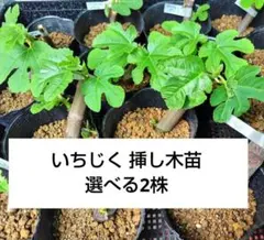 2025年最新】イチジク 苗 シャーアンバーの人気アイテム - メルカリ