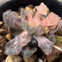 極上 ハオルチア オブツーサ錦 水中月錦 A④ 多肉植物のサムネイル