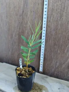 Rose (プロフご確認下さい)様 リクエスト 2点 まとめ商品