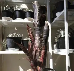 Billbergia 'Obi Wan' ビルベルギア オビワンのサムネイル