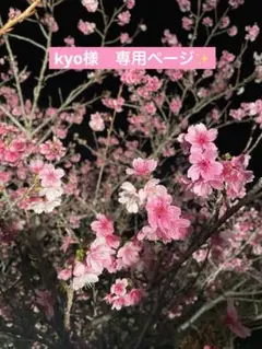 ☆kyo様専用ページです