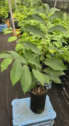683〓超希少Peritassa campestris 熱帯果樹【限定1鉢】 - メルカリ