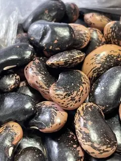 2025年最新】紫花豆 令和6年の人気アイテム - メルカリ