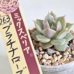 2026年最新】ミックスベリア 札のみの人気アイテム - メルカリ