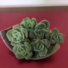 2025年最新】ラブリーローズの人気アイテム - メルカリ