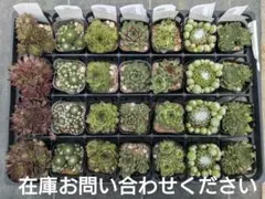 1ポット410円ー センペルビウム26年4月 その29 2026年最新】センペルビウムセットの人気アイテム - メルカリ