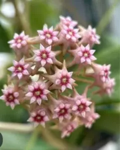 レア 原種 ホヤ プビカリクス 大輪 サクララン 鉢花 吊鉢 インドア