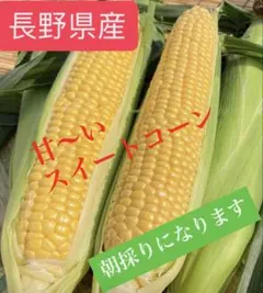 収穫日即日発送☆クール便送料着払い☆タイムセール訳ありとうもろこし