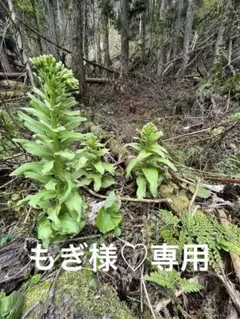 【もぎ様専用】岩手雫石町産 お山のふきのとう 茎 ネコポスパンパン